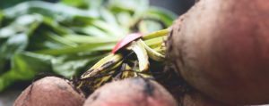 beets for a rugby player's diet